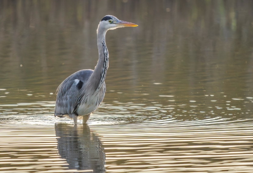 camping pres de vallée de la brenne