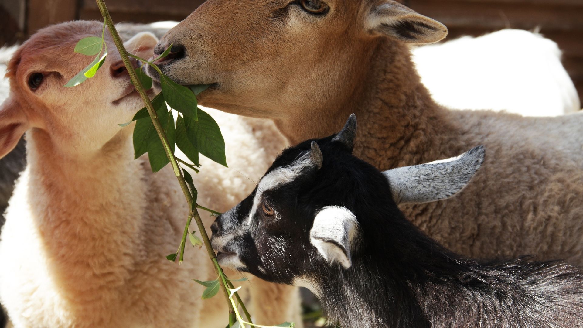 mini ferme camping val vert berry